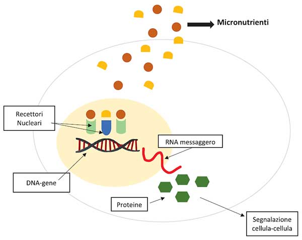 GE.FO. nutrition Srl: Micronutrizione Sequenziale