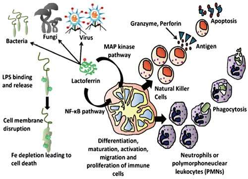 GE.FO. nutrition Srl: immunologia e lattoferrina